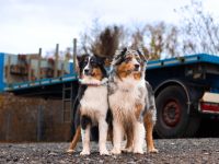 Australian Shepherd von Kleintischardt