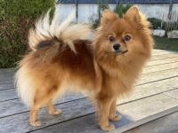 Kleinspitze von den kleinen Schwadis