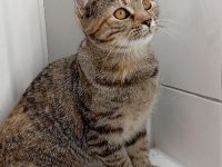 Katze suchen ein neues Haus