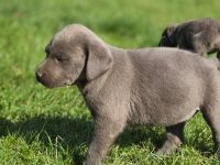 Labrador Welpen mit Ahnentafel in charcoal