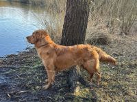 Dark golden Retriever Deckrüde