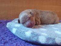 Dark golden Retriever Welpen