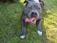 American Bully xl Hündin