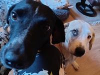 Fetita – unsere kleine Trickfilmheldin in 42115 Wuppertal sucht ihr Happy End!