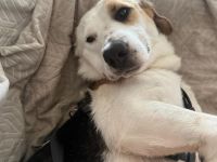 Tita – Zarte Hundeseele & Katzenfreundin  in 12355 Berlin sucht liebevolles Zuhause für immer.