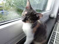 Kätchen (5 Verschiedene und Verschiedene Preise)