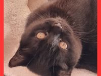 Wunderschöne BKH /BLH Kitten mit Ahnentafel