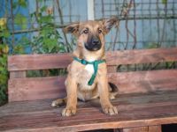 Wer gibt Zalan ein liebevolles Zuhause ?