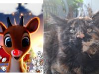 Noch 2 wunderschöne Maine Coon Kätzinnen Rednose Devi und Dina mit Stammbaum