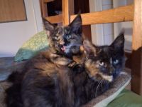 Noch 2 wunderschöne Maine Coon Kätzinnen mit Stammbaum