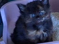 Wir haben Kitten mit wenig Inzucht mit Stammbaum