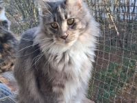 Zuchtverkleinerung bluesilverticked white Maine Coon Kätzin mit Stammbaum