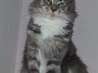 Zuchtverkleinerung bluesilverticked white Maine Coon Kätzin mit Stammbaum