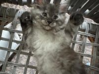 Reinrassige Main Coon Kitten