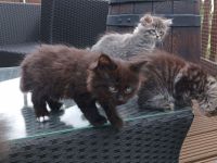 Wunderschöne reinrassige Sibirische Waldkatzen Kitten