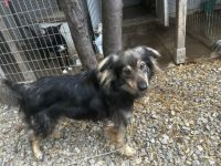 Gray - braucht erfahrene geduldige Leute