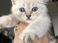 BKH Blue x Siam Tabby Silver x Ägyptische Mau