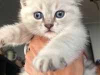 BKH Blue x Siam Tabby Silver x Ägyptische Mau