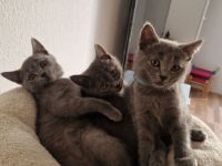 BKH Kitten 14 Wochen alt  suchen ein neues liebevolles Zuhause