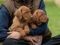 Süße Magyar Vizsla Welpen suchen ihr neues Zuhause