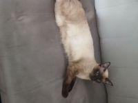 Verkaufe ein Siamkatze (weiblich)