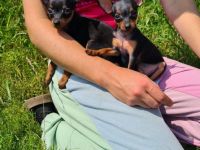 Reinrassige Prager Rattler