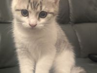 Zauberhafte BKH-Kitten suchen ein liebevolles Zuhause 🐾