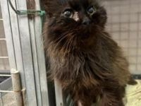 Pocholo, FIV positiv