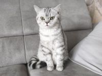 BKH KITTEN Reinrassig