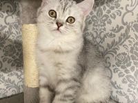 BKH KITTEN Reinrassig