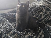 BKH KITTEN Dunkle Braun