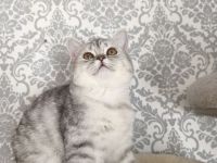 BKH KITTEN Reinrassig