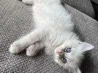 Reinrassige Heilige Birma Kitten – ab September abgabebereit