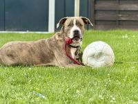 Mischlingshund Lucky