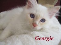 Birmakitten suchen einen neuen Platz