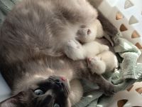 Siam Kitten noch 1 Kitten frei!!