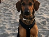 Kayo (männlicher Mischling, zur Pflege in 23701 Bockholt)