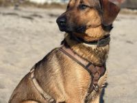 Kayo (männlicher Mischling, zur Pflege in 23701 Bockholt)