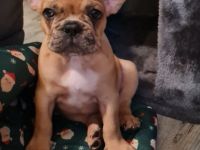 Französische Bulldoggen Welpen