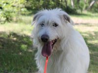 Yuki, Schnauzer-Mix, geb. 2022, schüchterner Rüde sucht freundlichen Zweithund