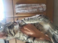 2 wunderschöne hauskatzen abzugeben