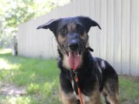 Mäxchen, Schäferhundmischling, geb. 2023, lustiger,liebevoller Rüde