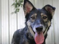 Camilla, Schäferhund-Husky-Mischling, geb. 2022, schlaue, liebevolle Hündin