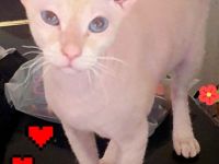 Don Sphynx Dame sucht Don Sphynx Boy