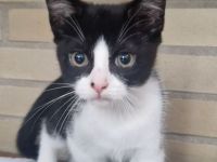 Europäisch kurzhaar Kitten