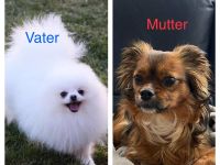 Welpen Chihuahua-Papillon mix Pomeranian