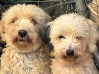 Notfellnasen Chioni & Philly / gemeinsame Vermittlung Mutter/Tochter / beide derzeit in Griechenland