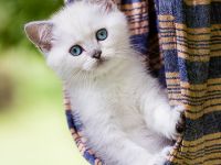 Besondere Bärchen, für besondere Menschen! Adoptiveltern gesucht...