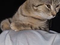 Bengal bkh kätzchen