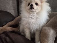 Pomeranian Zwergspitz Reinrassige Welpen Teddybär Poo